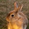 Portrait of a golden brown rabbit front-lit by the early morning sun.
