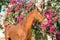 Portrait of golden - chestnut Marwari mare agaist flower background. India