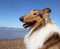 Portrait of golden collie dog sitting on the beach in the summer sun