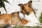 Portrait of golden collie dog sitting on grass in the sun in summer