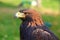 Portrait of a Golden Eagle