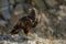 Portrait of golden eagle, Aquila chrysaetos, perched on rock. Majestic bird with sharp hooked beak in beautiful nature.