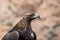 Portrait of Golden eagle Berkut close-up. Traveling in Kyrgyzstan