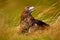 Portrait of Golden Eagle, sitting in the brown grass. Wildlife scene from nature. Summer day in the meadow. Eagle with open bill.