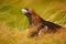 Portrait of Golden Eagle, sitting in the brown grass. Wildlife scene from nature. Summer day in the meadow. Eagle with open bill.