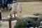 Portrait of golden eagle during training sesion