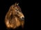 Portrait of golden Lusitano horse, on black background