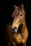 Portrait of golden Lusitano horse, on black background