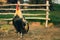 Portrait of golden Phoenix Cock on the farm. Beautiful cock standing on the green grass  and soil in the garden - toned photo.