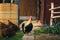 Portrait of golden phoenix cock with group of domestic hens feeding on the farm. Chickens with beautiful cock standing on the