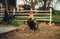 Portrait of golden phoenix cock with group of domestic hens feeding on the farm. Chickens with beautiful cock standing on the