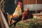 Portrait of golden phoenix cock with group of domestic hens feeding on the farm. Chickens with beautiful cock standing on the