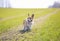 Portrait of Golden puppy dog Corgi in funny sneakers walking on a spring green meadow on a Sunny day