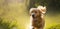 Portrait of Golden Retriever dog runing outdoors in a garden or filed on a sunny summer day. Generative AI