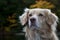 Portrait of Golden Retriever and Duck Toller mix dog