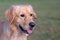 Portrait of a golden retriever.Head shot of Golden Retriever looking confused, smart, funny,interested.Close up