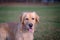 Portrait of a golden retriever.Head shot of Golden Retriever looking confused, smart, funny,interested.Close up