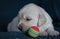 Portrait of a golden retriever new born puppy playing with a multicolor ball