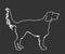 Portrait of Golden Retriever vector line contour illustration isolated on black.