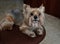 Portrait of a golden yorkshire terrier on the chair