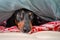 Portrait of good dog dachshund, black and tan, basking resting under a cozy blanket