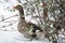 Portrait of goose couple hiding under tree not used to cold temperatures in snowy winter in southern france