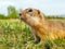 Portrait of a gopher on the grassy lawn. Close-up