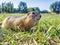 Portrait of a gopher in a grassy meadow. Close-up