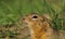 Portrait of a gopher in green grass in profile