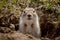 Portrait of a gopher`s head standing on the grass close