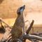 Portrait of a gopher in the zoo