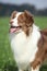 Portrait of gorgeous australian shepherd in nature