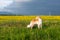 Portrait of gorgeous dog breed russian borzoi standing in the green grass and yellow buttercup field in summer