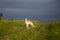 Portrait of gorgeous dog breed russian borzoi standing in the green grass and yellow buttercup field in summer