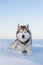 Portrait of Gorgeous dog breed siberian husky is lying on the snow at sunset and looking to the camera.