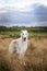 Portrait of gorgeous and elegant beige russian borzoi dog standing in the field