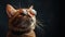 Portrait of gorgeous fluffy red cat wearing moony sunglasses against darkness