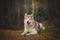 Portrait of gorgeous and free Siberian Husky dog lying in the bright enchanting fall forest
