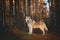 Portrait of gorgeous and free Siberian Husky dog standing in the bright enchanting fall forest