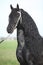 Portrait of gorgeous friesian stallion with perfect long hair