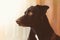 Portrait of a gorgeous and kind black dog. Profile picture. Stare and imposing. Concept of certainty, courage