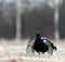 Portrait of a Gorgeous lekking black grouse (Tetrao tetrix).