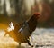 Portrait of a Gorgeous lekking black grouse (Tetrao tetrix).