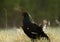 Portrait of a Gorgeous lekking black grouse (Tetrao tetrix).