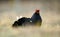 Portrait of a Gorgeous lekking black grouse (Tetrao tetrix).