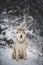 Portrait of gorgeous, prideful and free Siberian Husky dog sitting on the snow in the mysterious dark forest in winter