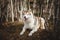Portrait of gorgeous and prideful Siberian Husky dog with tonque hanging out lying in the forest in late autumn