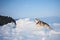 Portrait of Gorgeous siberian husky dog is lying on the ice floe and snow and looking afar.