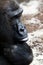 Portrait of gorilla