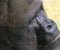 Portrait of a gorilla face